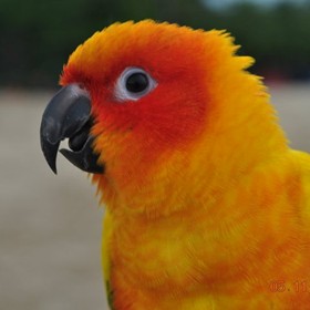 PICTURES: Mother Nature / Animals